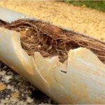 roots split apart a sewer pipe